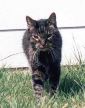 Tiger in the tall grass