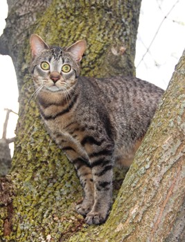 Tiger in the tall tree